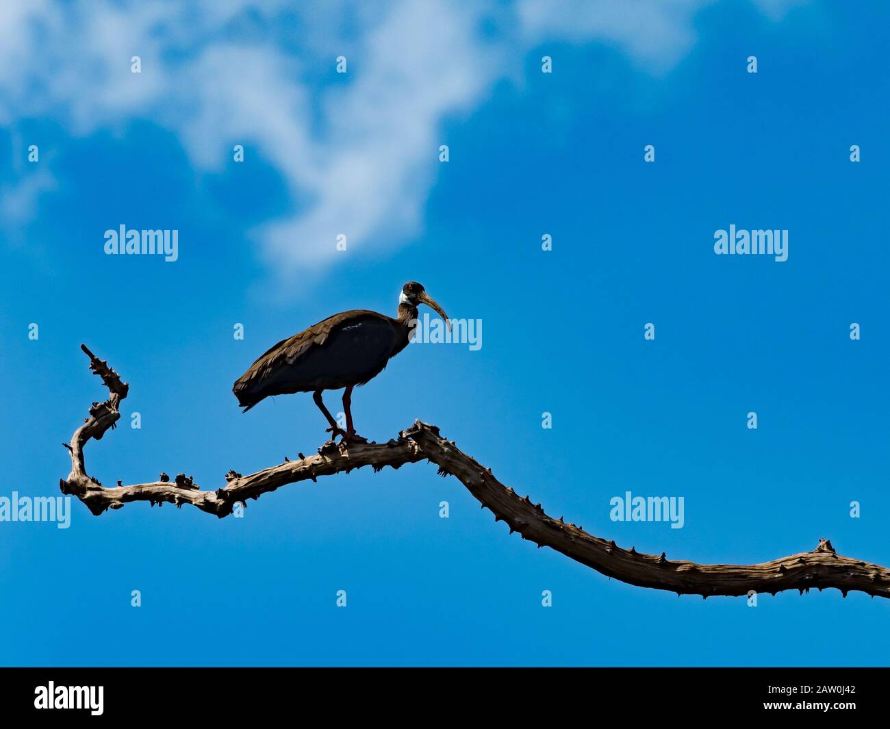 Un Ibis a spalla bianca in pericolo critico nella regione di Tmatboey in Cambogia Foto Stock