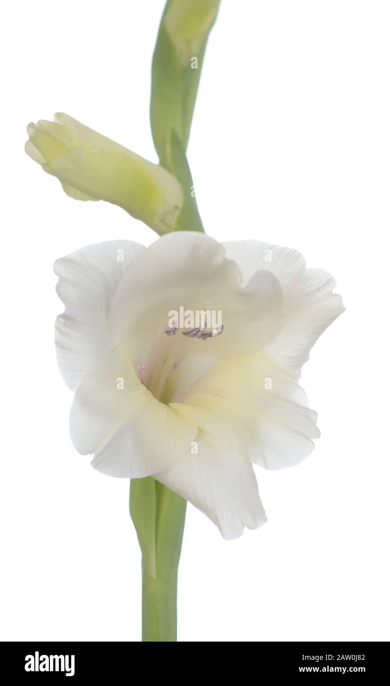 Bianco Gladiolo fiore isolato su bianco Foto Stock