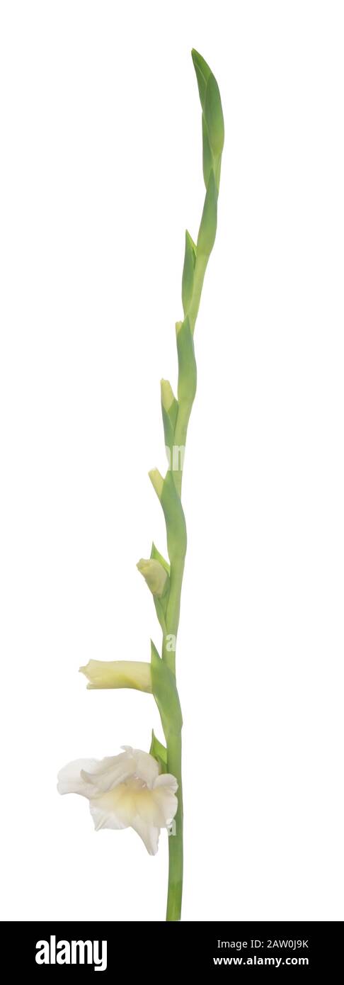 Bianco Gladiolo fiore isolato su sfondo bianco Foto Stock