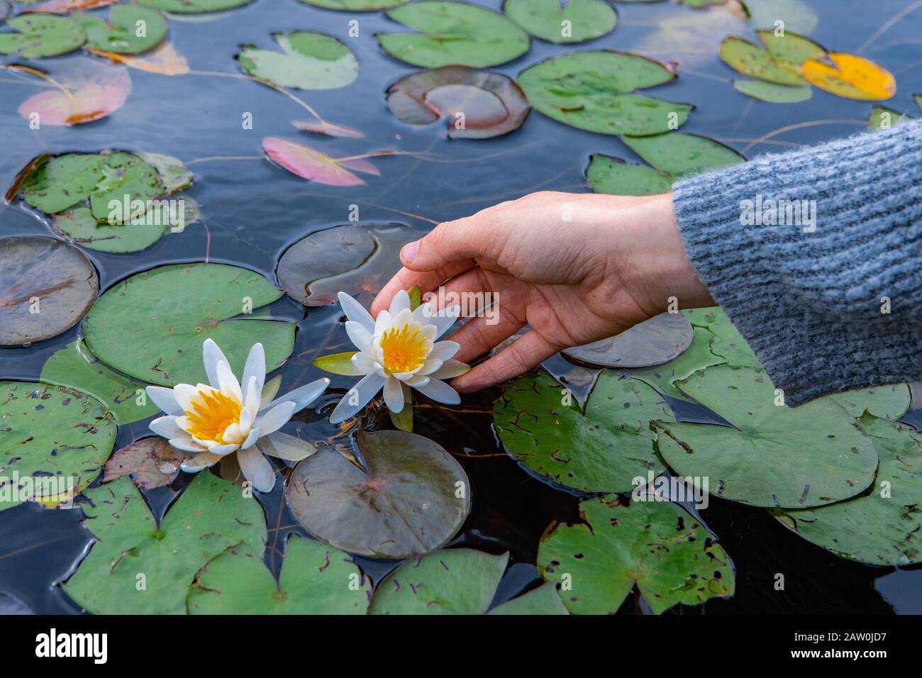 Closeup di donna mano che tiene bella loto bianca con centro giallo galleggiante con foglie verdi nel lago del Quebec settentrionale in Canada Foto Stock