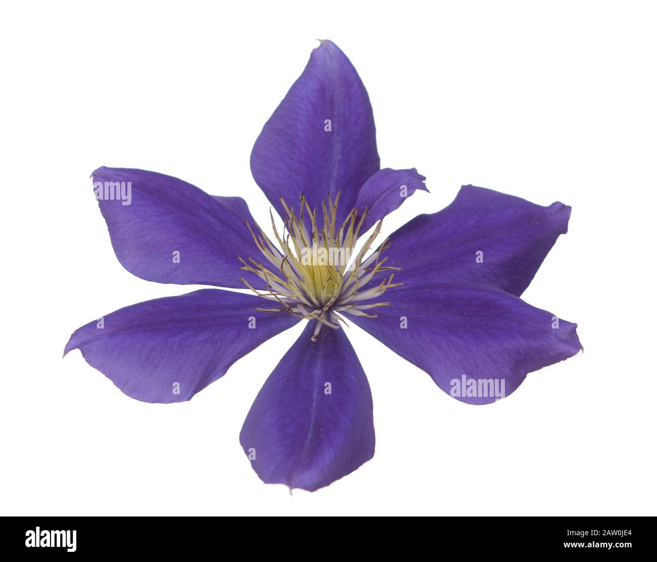 Vista posteriore di clematis viola isolato su bianco Foto Stock