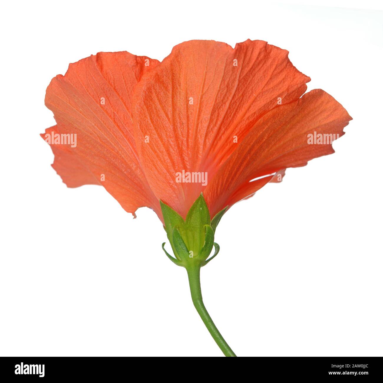 Colore arancione ibisco fiore isolato su bianco Foto Stock