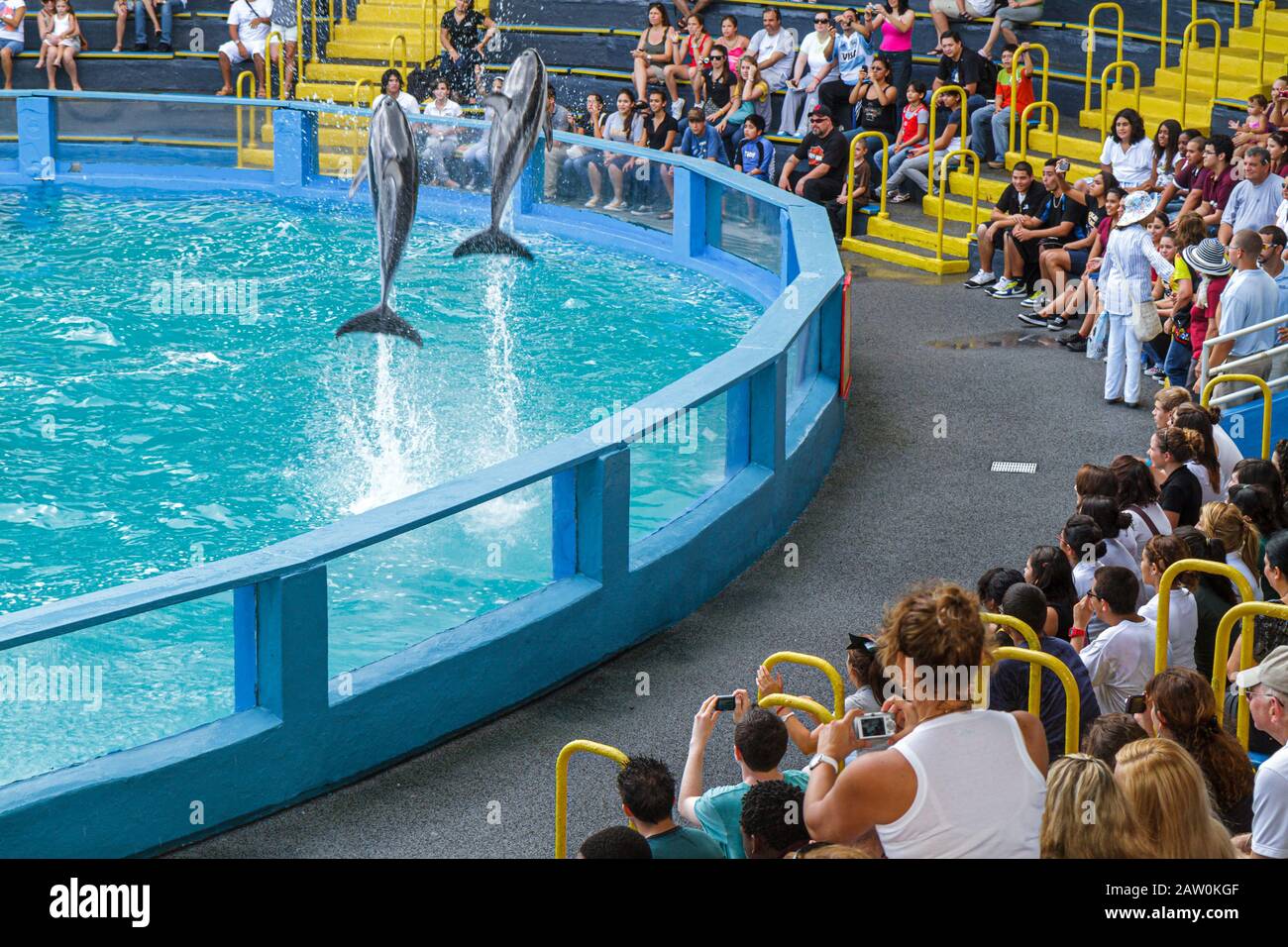 Miami Florida,Key Biscayne,Miami Sea Waterquarium,delfini jumping,pubblico,visitatori viaggio viaggio turistico turismo punto di riferimento cultura Foto Stock