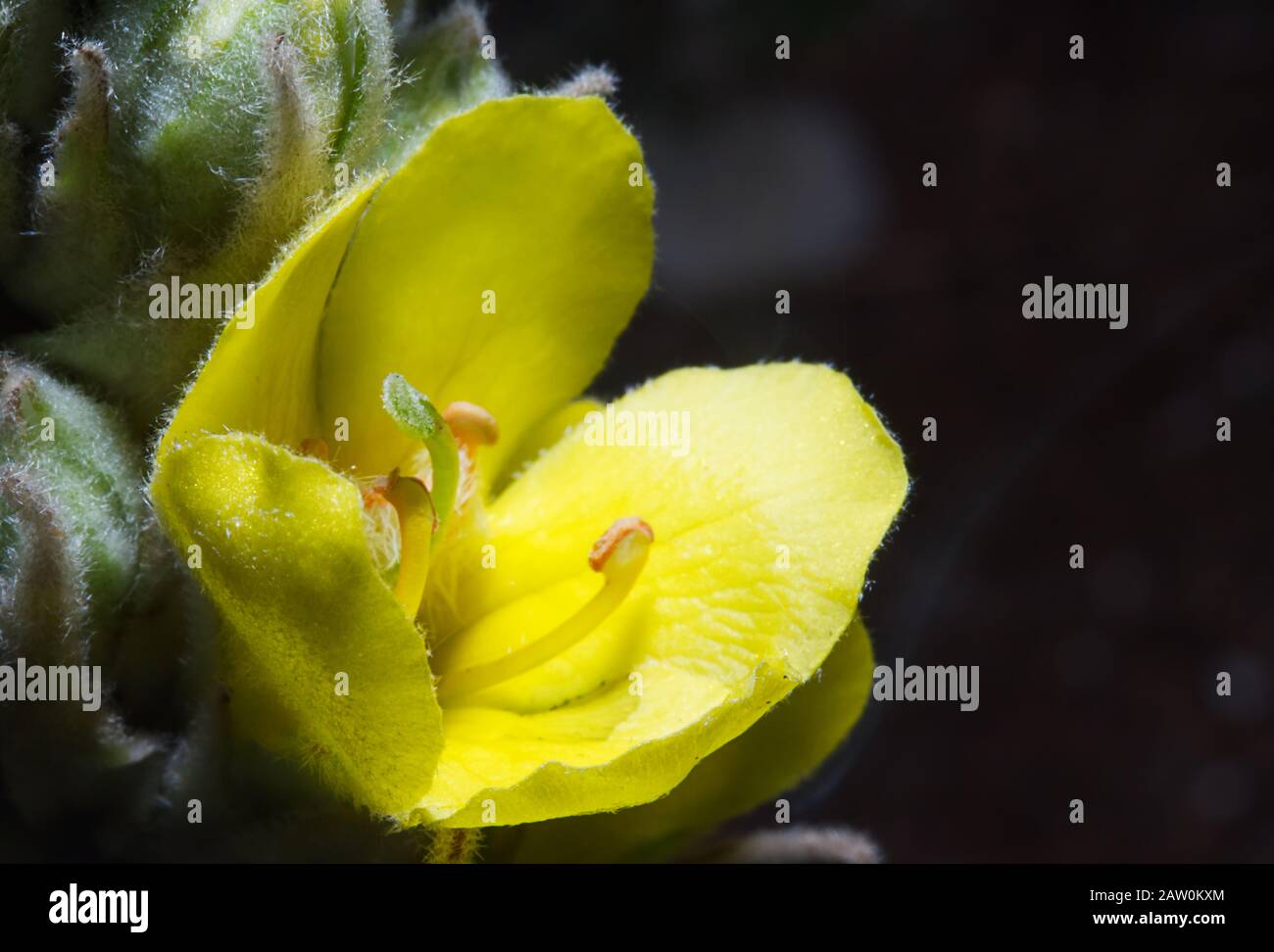 Fiore giallo che fiorisce su un lanoso Mullen Foto Stock