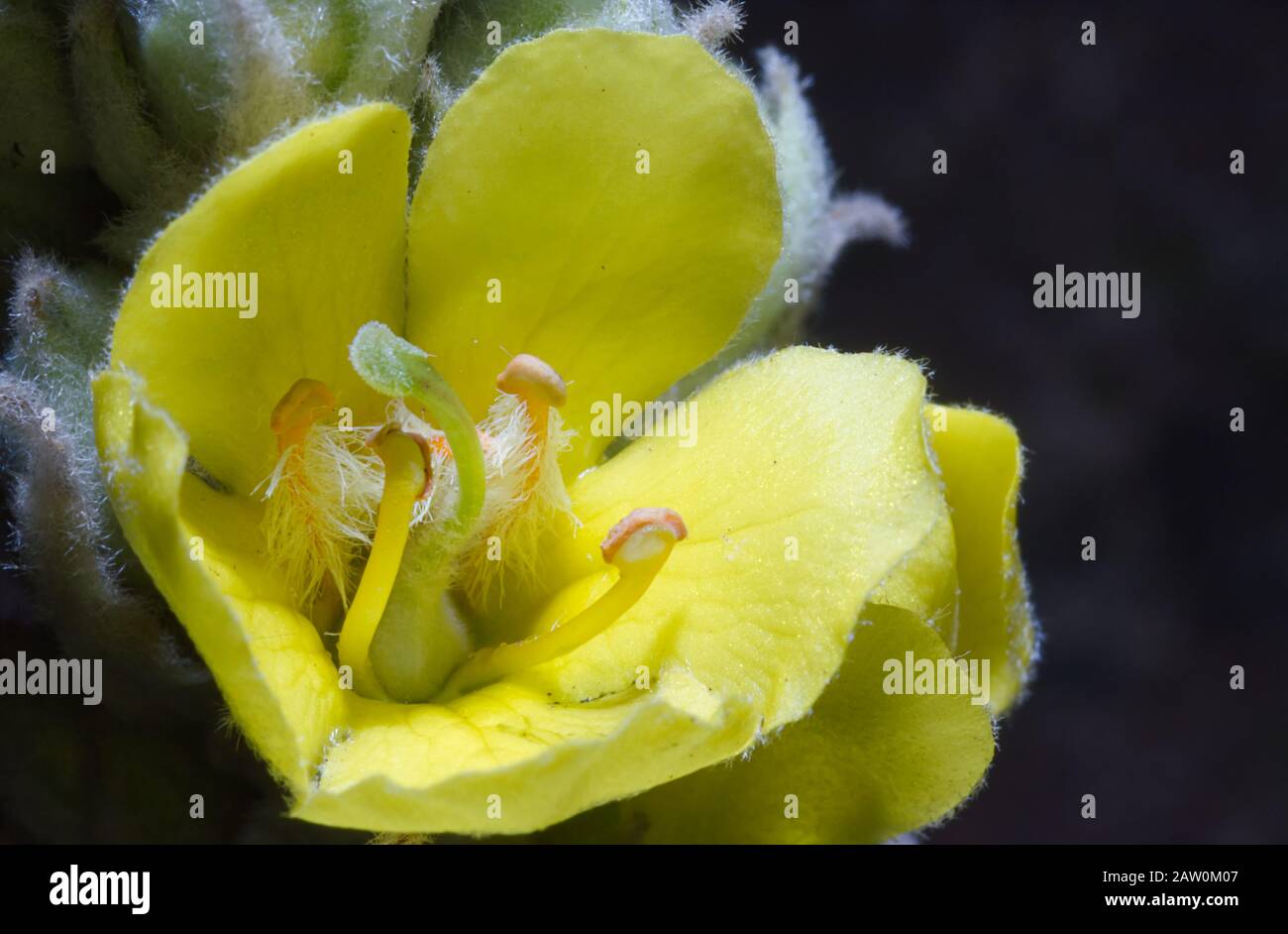 Fiore giallo che fiorisce su un lanoso Mullen Foto Stock