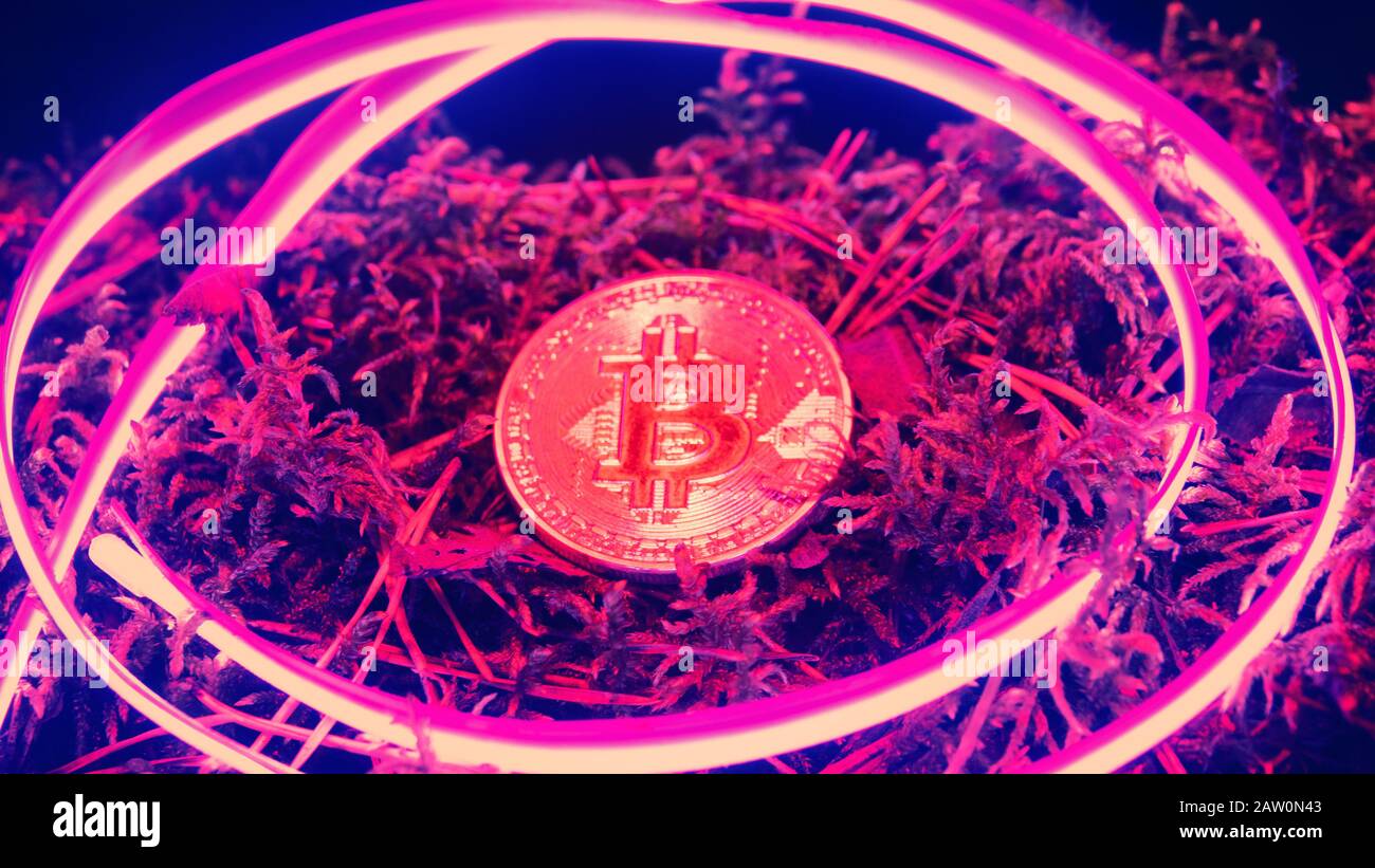 Moneta Bitcoin in neon. Crescita dell'azienda mineraria di bitcoins selvatici. Foto Stock