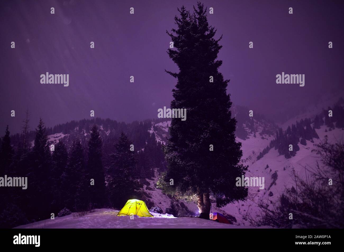 Campo con due tende luminose vicino al grande abete rosso in montagna sotto cielo notturno viola inverno. Foto Stock