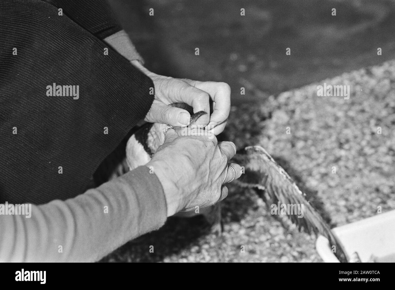 Ancora filo petrolio-contaminato uccelli Ned. Coste, un uccello ha parlato Data: 9 gennaio 1981 Parole Chiave: Uccelli Foto Stock