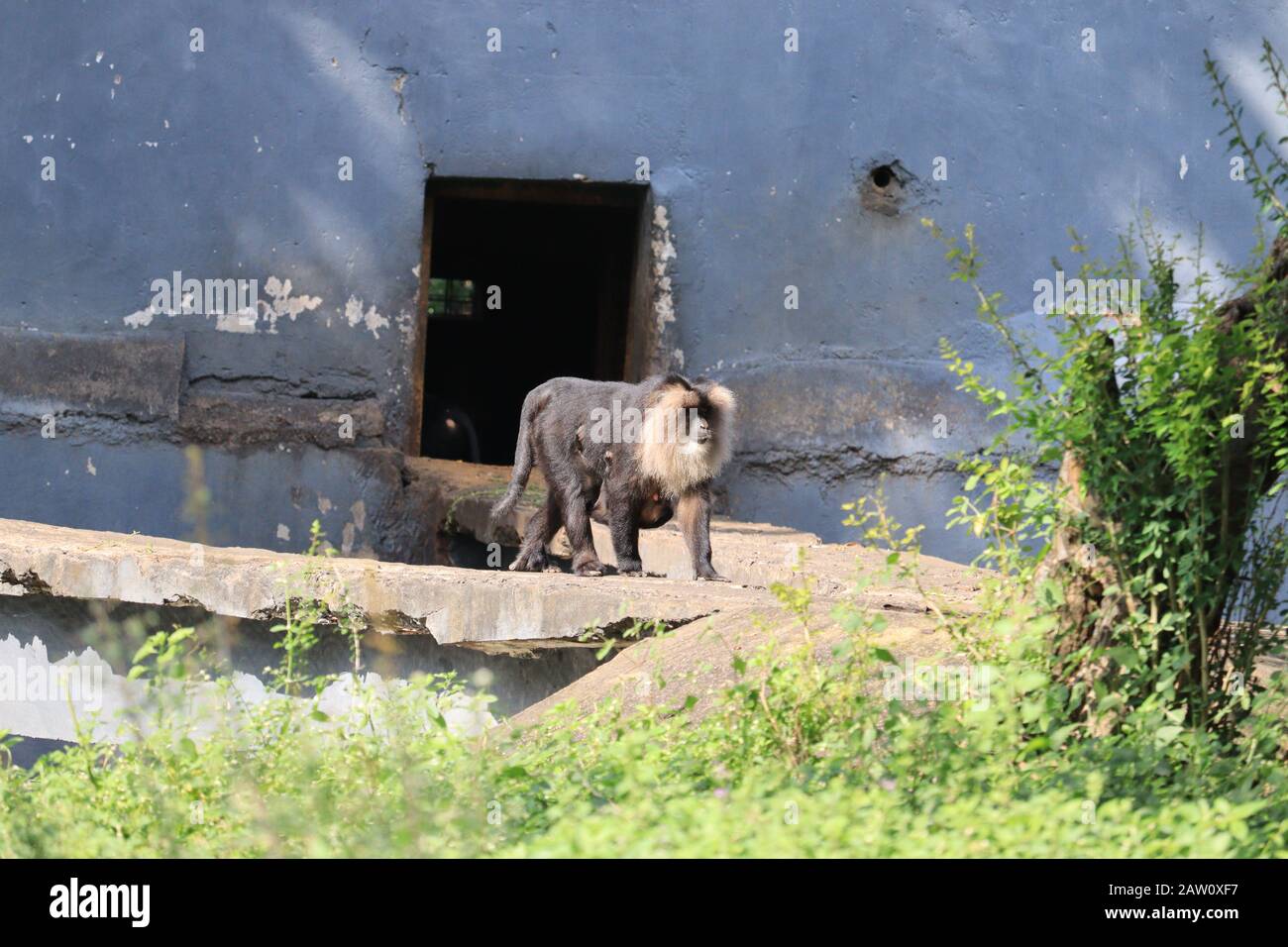 primo piano di una scimmia selvatica con bocca bianca e nera con luce diurna nello zoo , animali selvatici all'aperto, immagini di scimmie Foto Stock