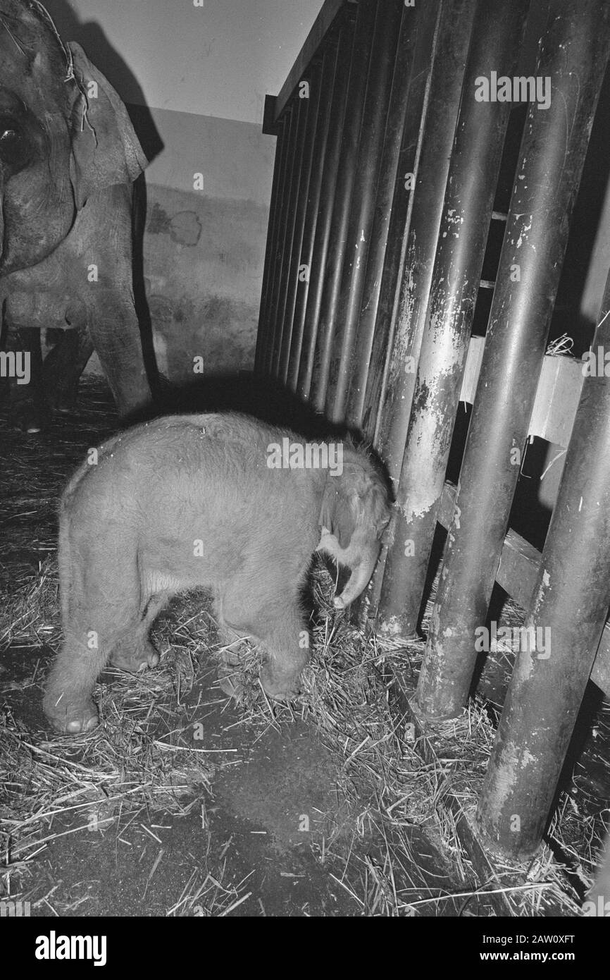 Elefante nato nello zoo di Blijdorp; madre Irma il bambino elefante Data: 16 giugno 1984 Parole Chiave: Giardini zoologici Nome Persona: Zoo di Rotterdam, Irma Foto Stock