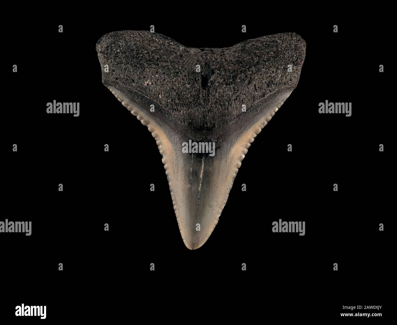 Dente fossile della mascella superiore di uno squalo requiem, specie di Carcharhinus. Questo dente proviene dall'epoca del Miocene, che si estendeva da 5 a 23 milioni Foto Stock