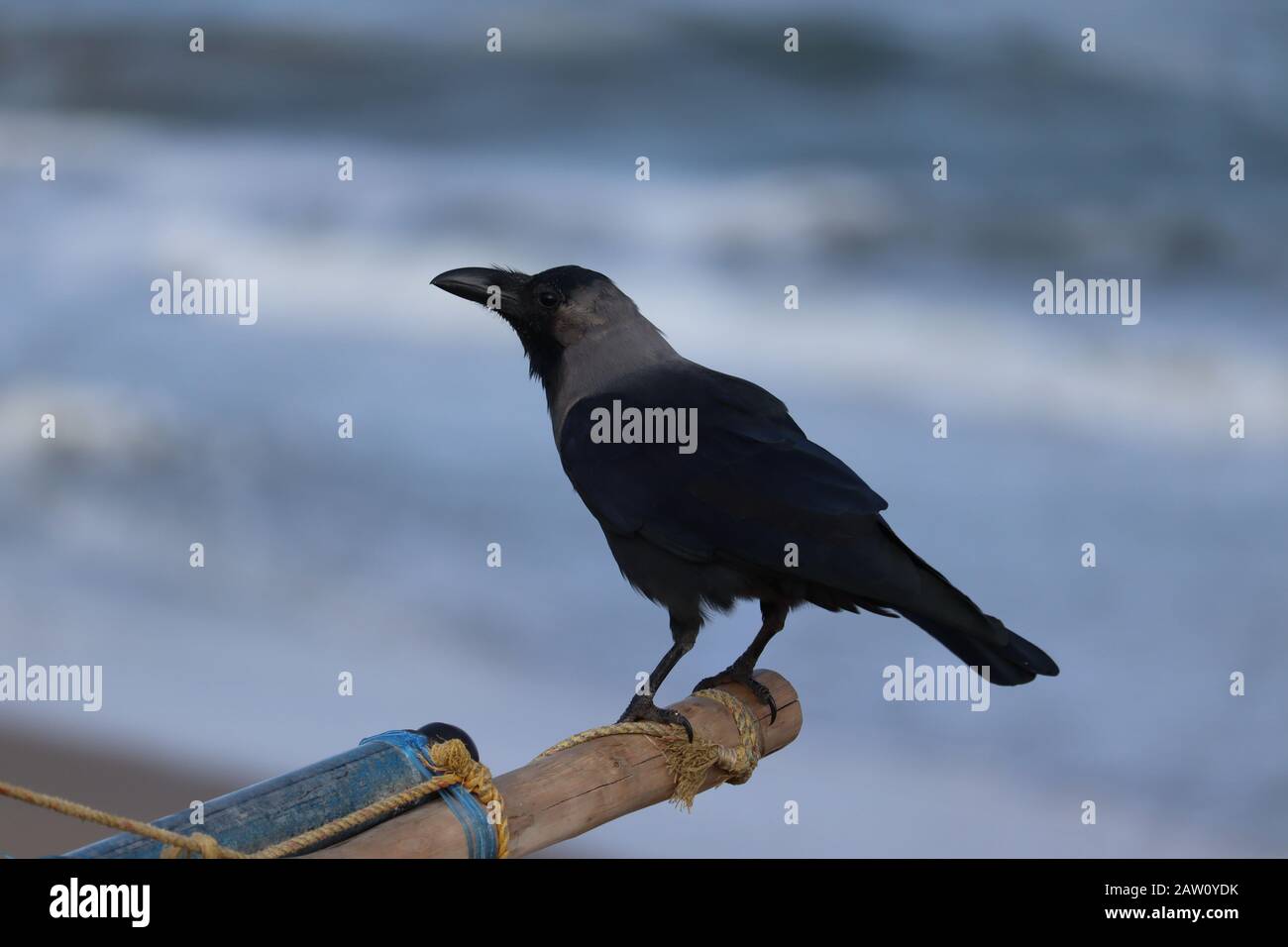 Primo piano di strada bianca indiana o uccello corvo nero selvatico sulla spiaggia con sfondo spiaggia sfocato Foto Stock