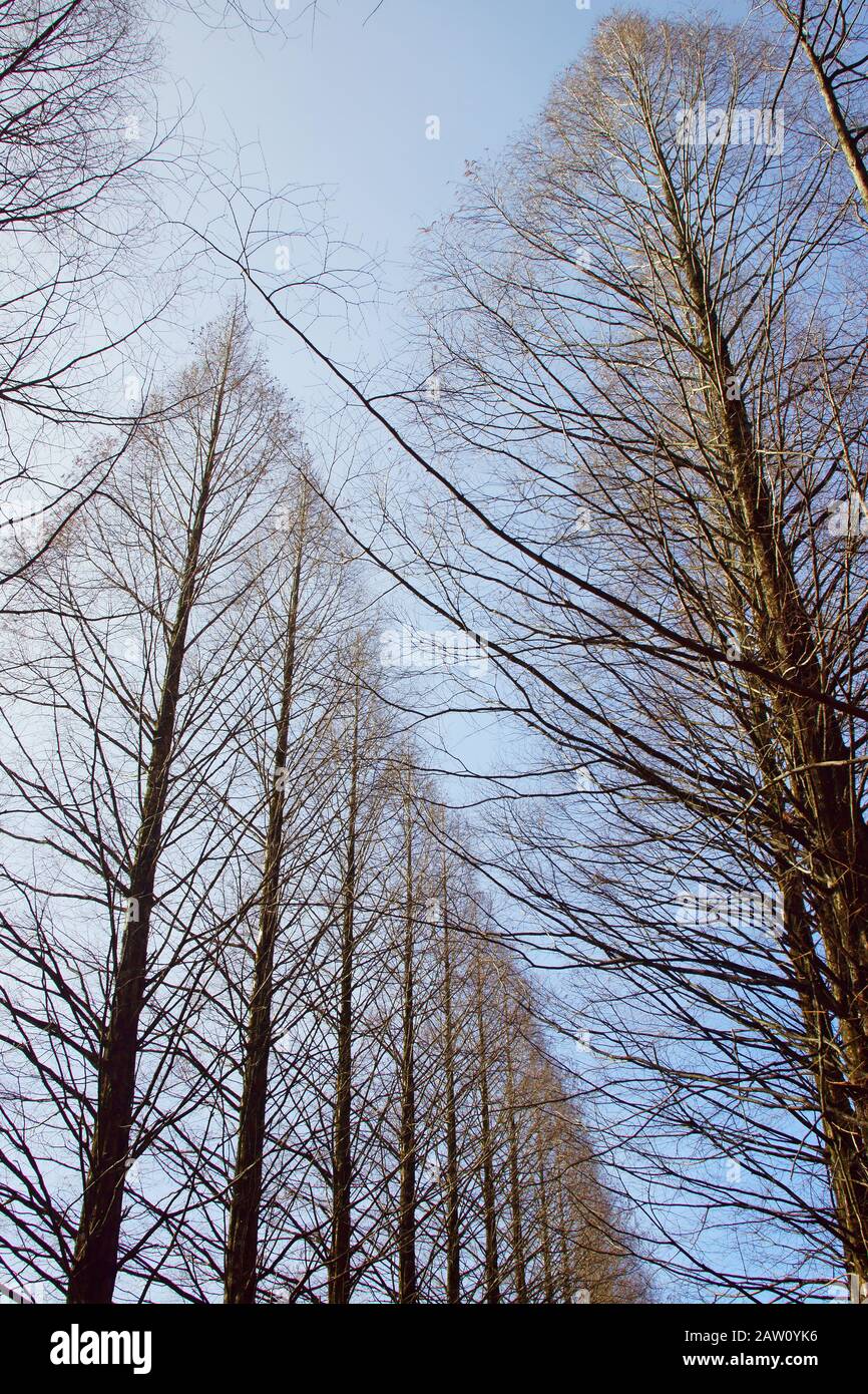 Metasequoia in inverno Foto Stock