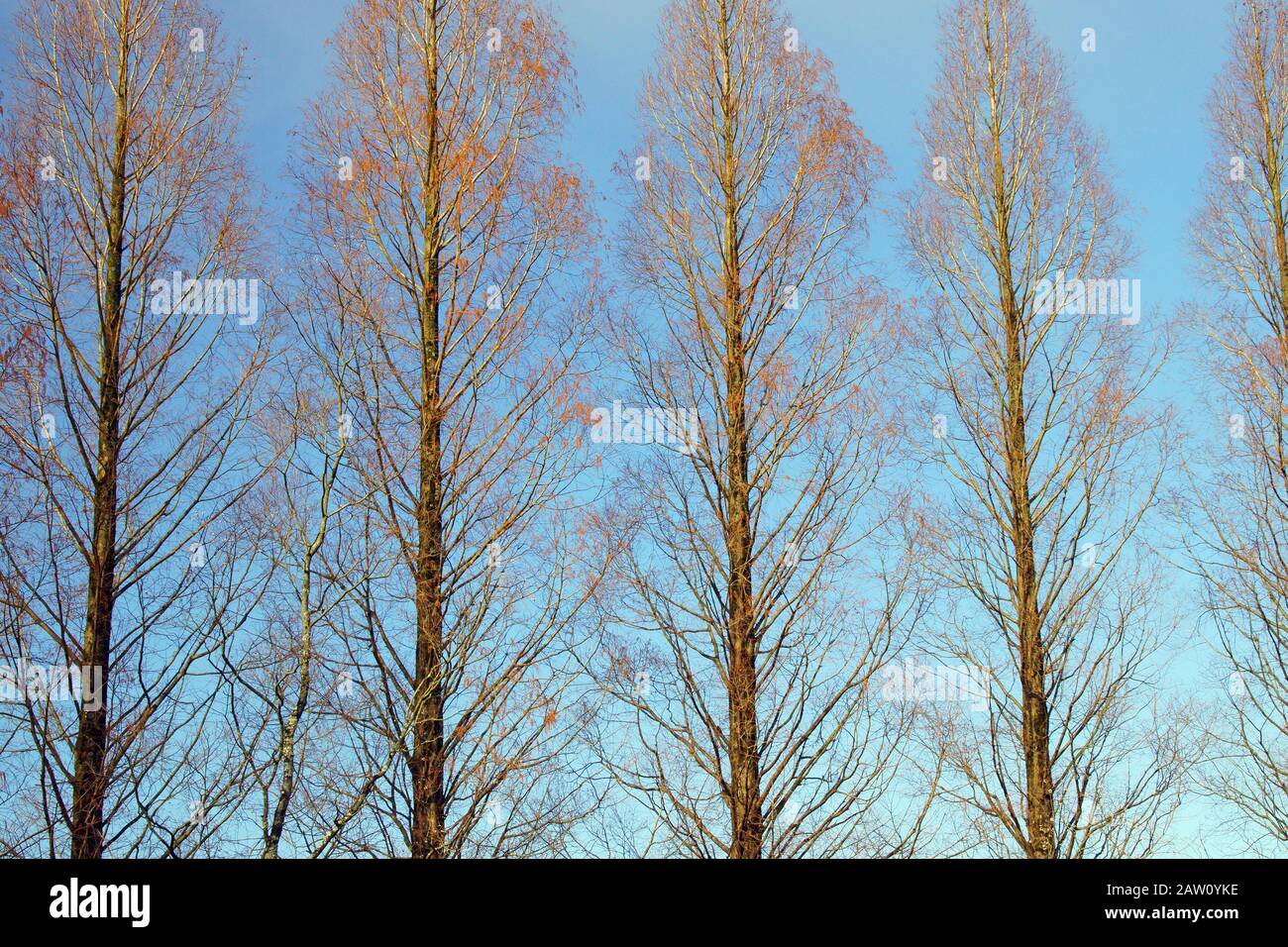 Metasequoia in inverno Foto Stock