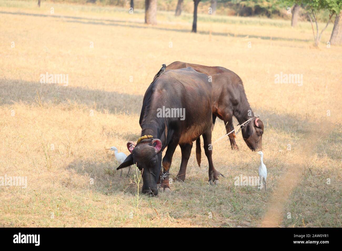 primo piano di due animali domestici o bufali con forte cornuta rossa nel campo selvaggio, all'aperto animali domestici Foto Stock
