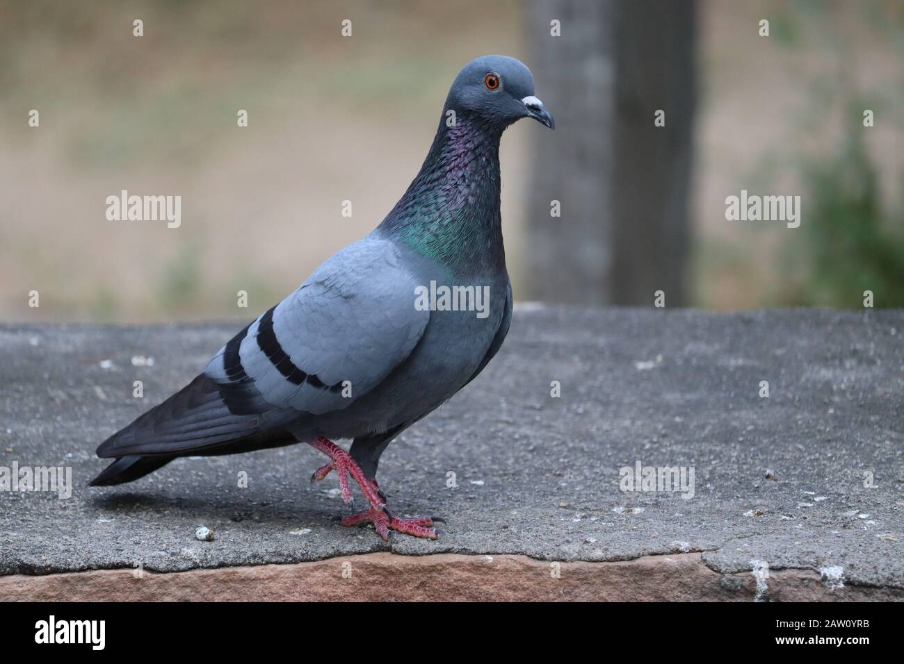 Primo piano di UN piccione blu domestico con su gamba rossa su cemento nero e roccia rossa, uccelli all'aperto, piccione immagini in natura Foto Stock