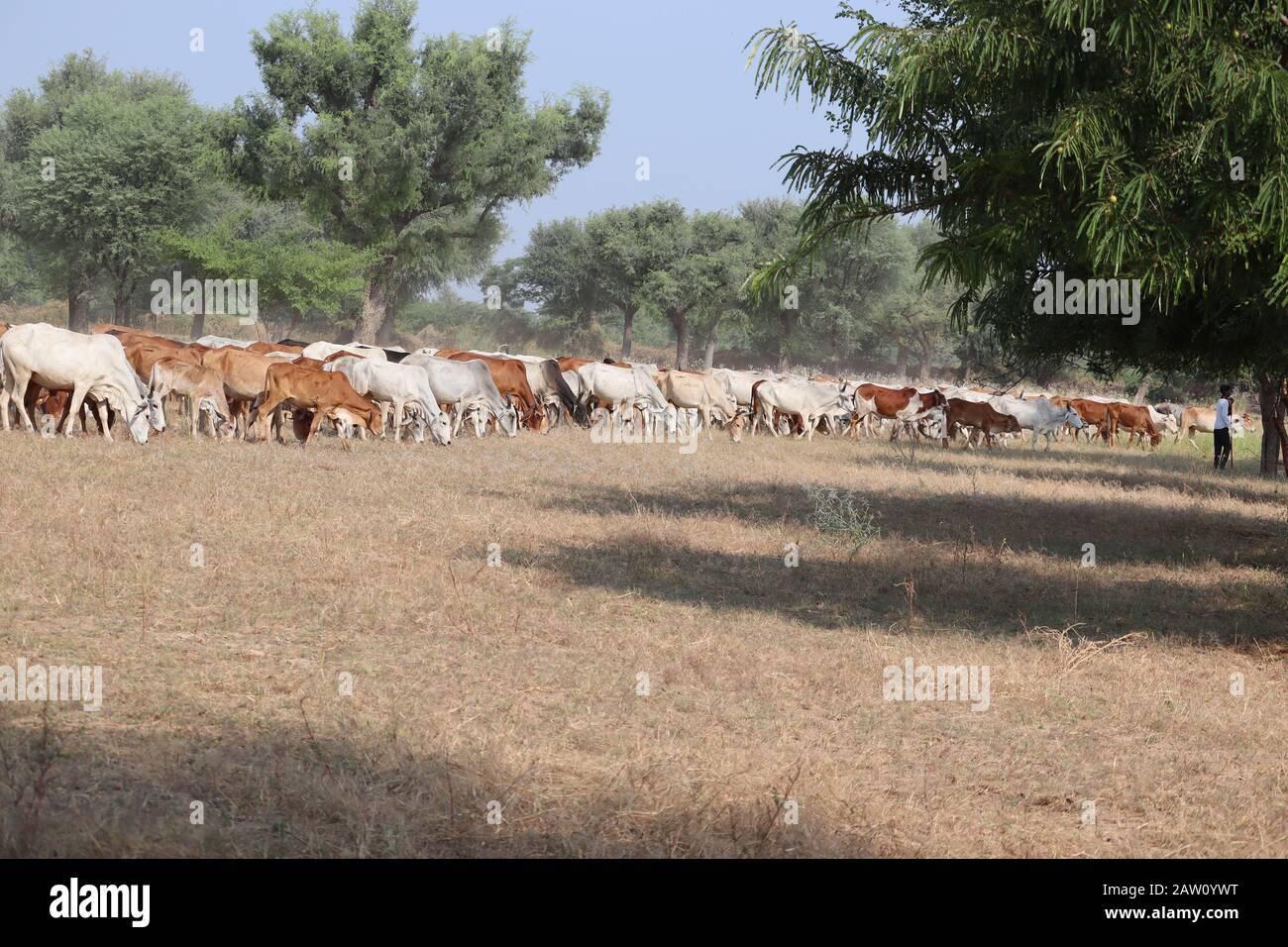 Mucche nere, mucche rosse e mucche bianche in un campo erboso secco in una giornata luminosa e soleggiata in india, all'aperto animali domestici Foto Stock