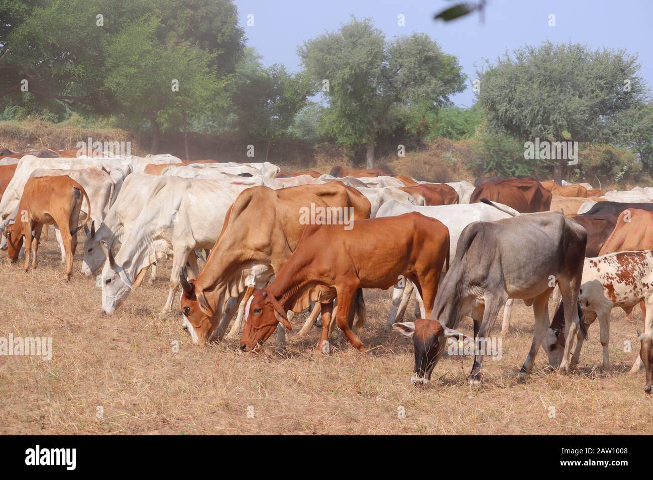 Mucche nere, mucche rosse e mucche bianche in un campo erboso secco in una giornata luminosa e soleggiata in india, all'aperto animali domestici Foto Stock