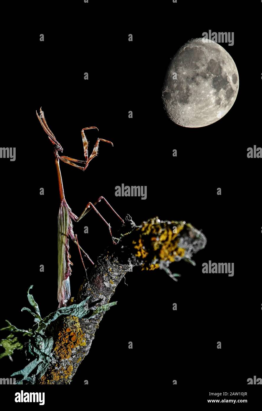 Mantis Conehead (Empusa penny) con luna sullo sfondo, Spagna Foto Stock