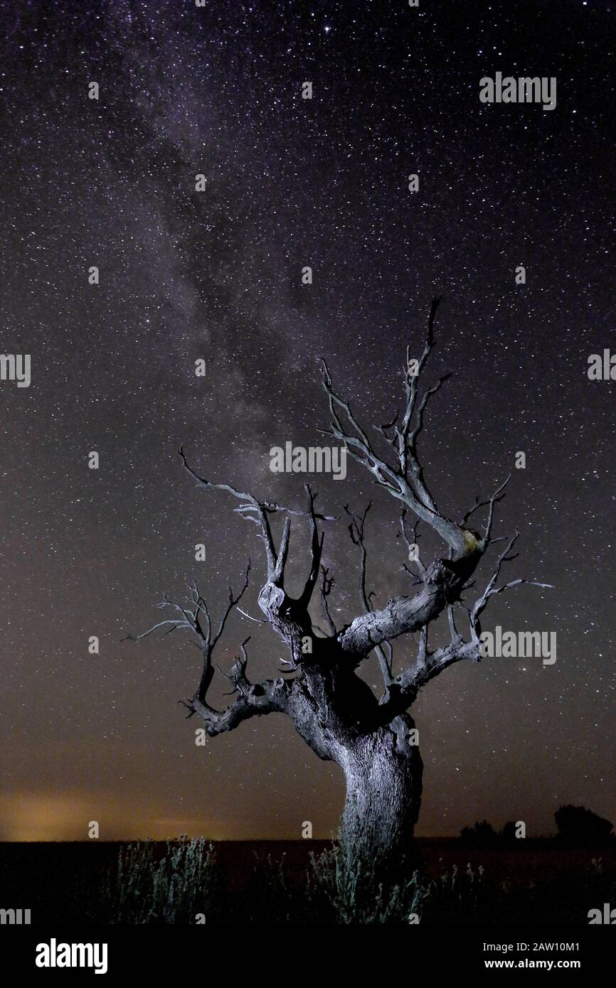 Leccio (Quercus ilex) e lattiginoso, Spagna Foto Stock