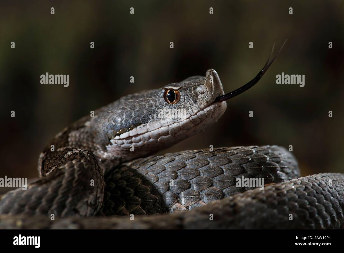 Vipera di Lataste (Vipera Latasti), Spagna Foto Stock