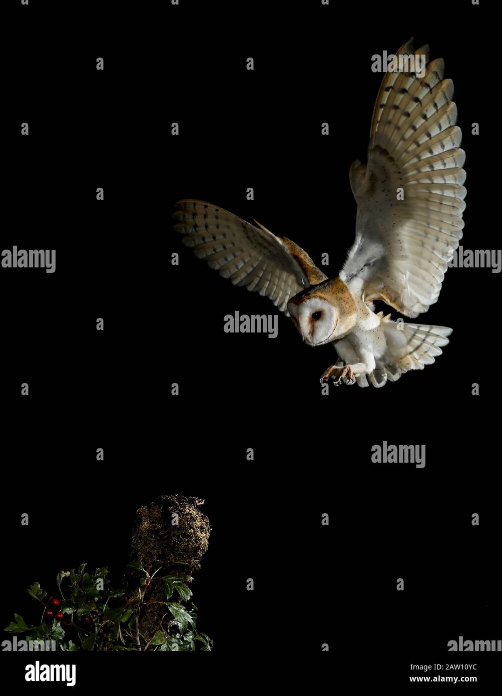 Barn Owl (Tyto alba) volare di notte, Spagna Foto Stock