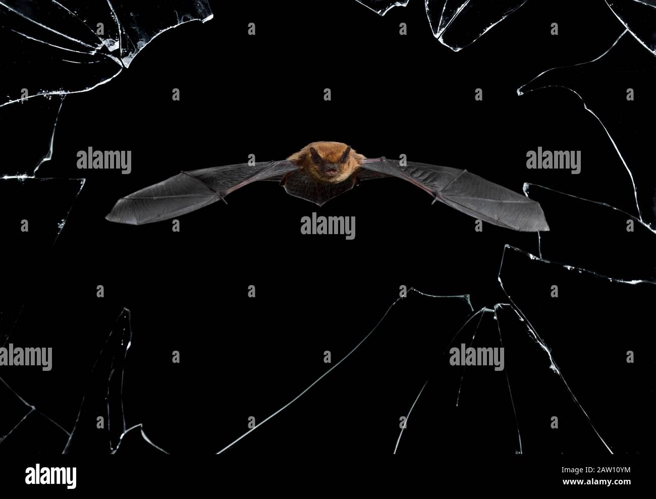 Serotine bat (Eptesicus seratinus) volare di notte attraverso finestra rotta, Spagna Foto Stock