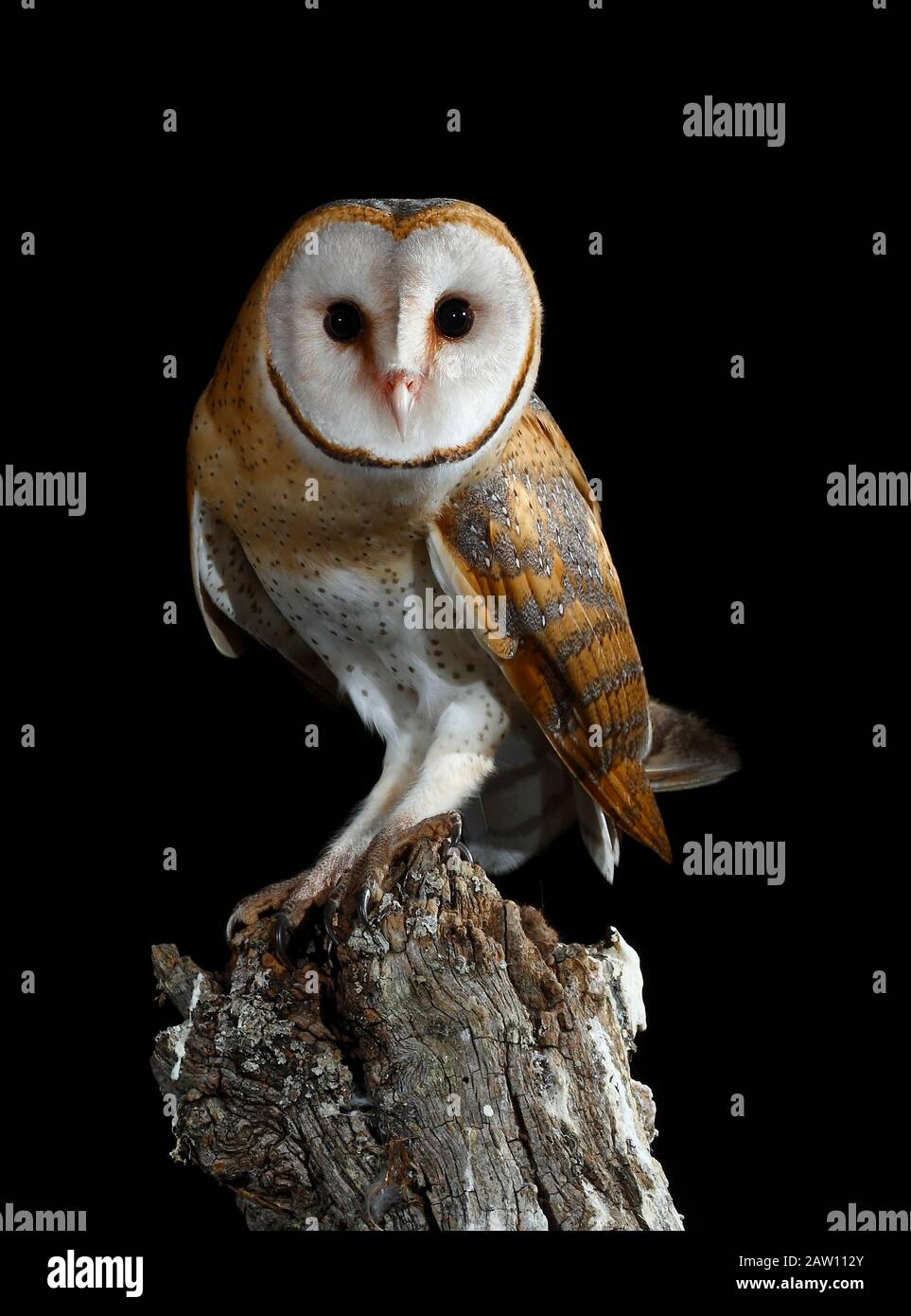 Barn Owl (Tito alba), Spagna Foto Stock