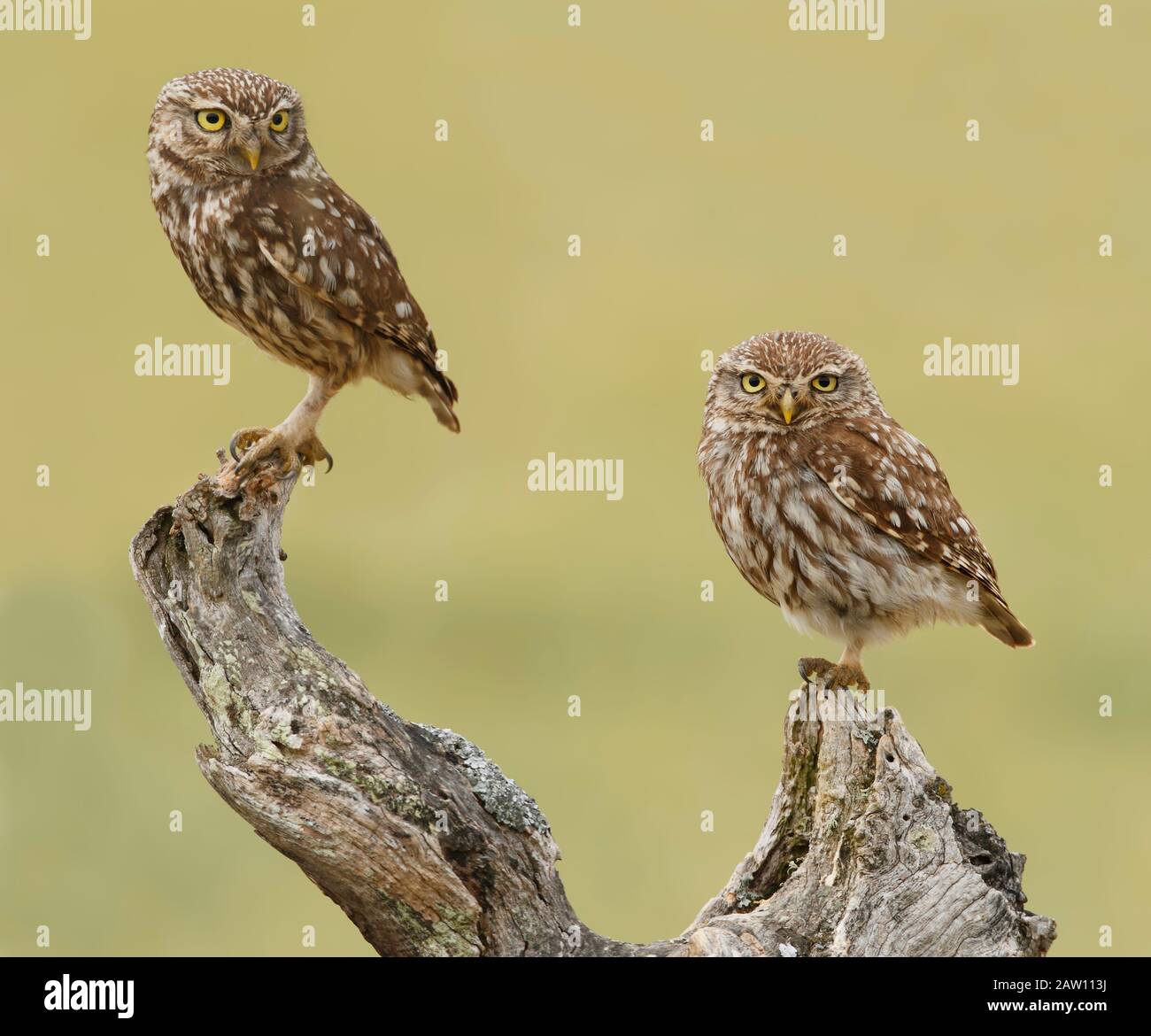 Little Owl (Athene noctua) Coppia su albero, Spagna Foto Stock