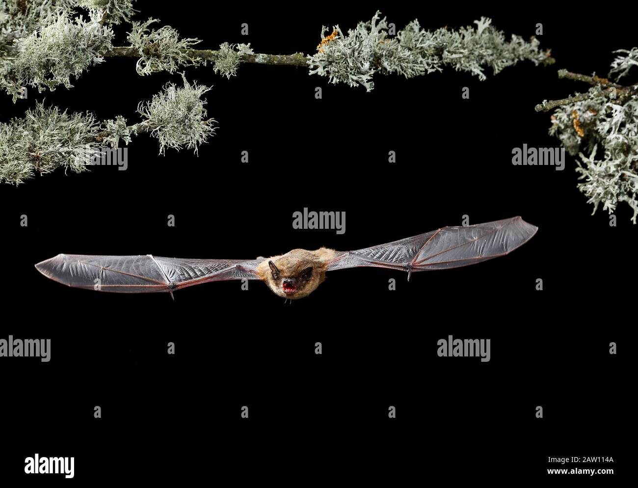 Serotine bat (Eptesicus serotinus) volare di notte, Spagna Foto Stock