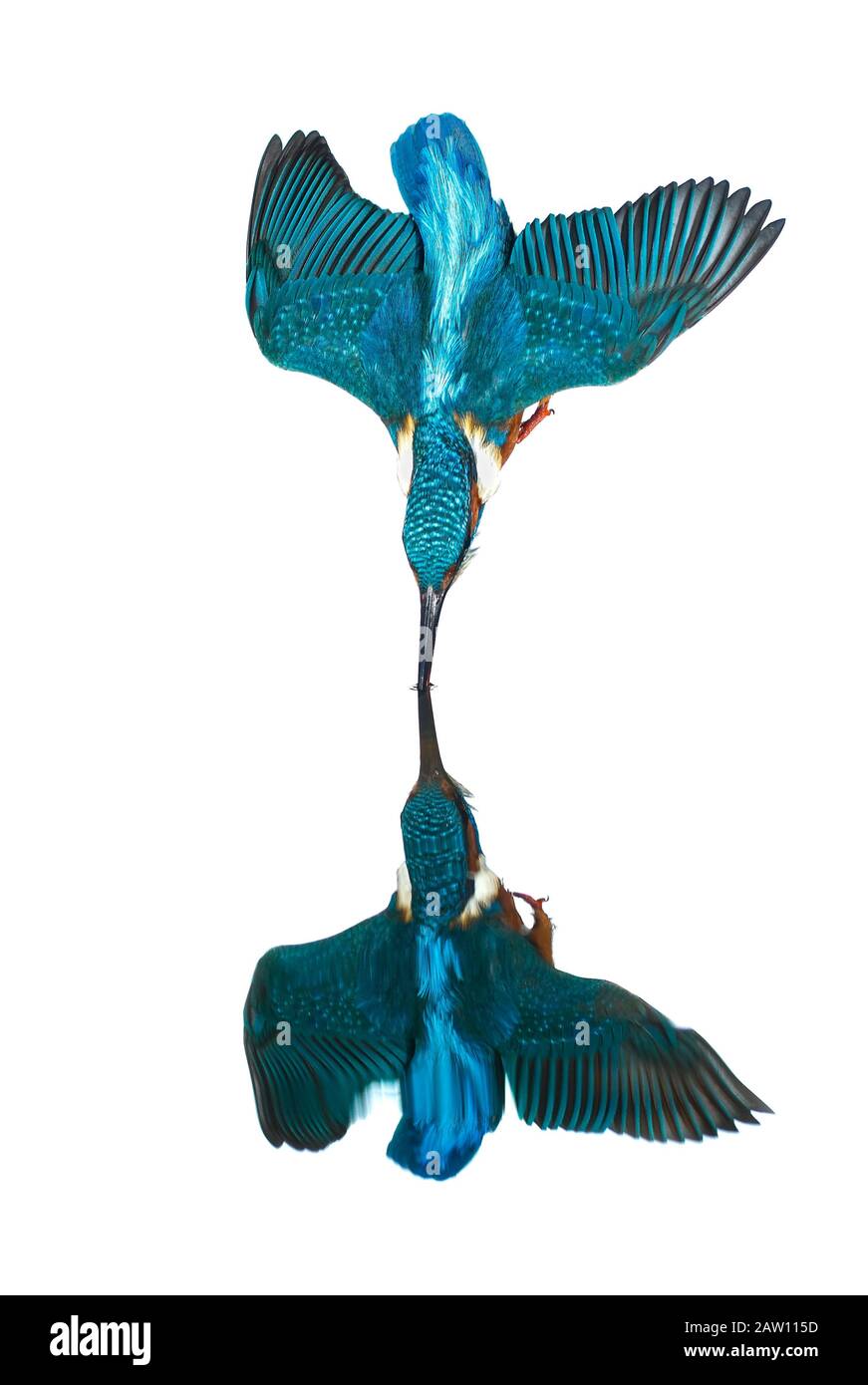 Kingfisher comune (Alcedo atthis) immersioni, Salamanca, Spagna Foto Stock