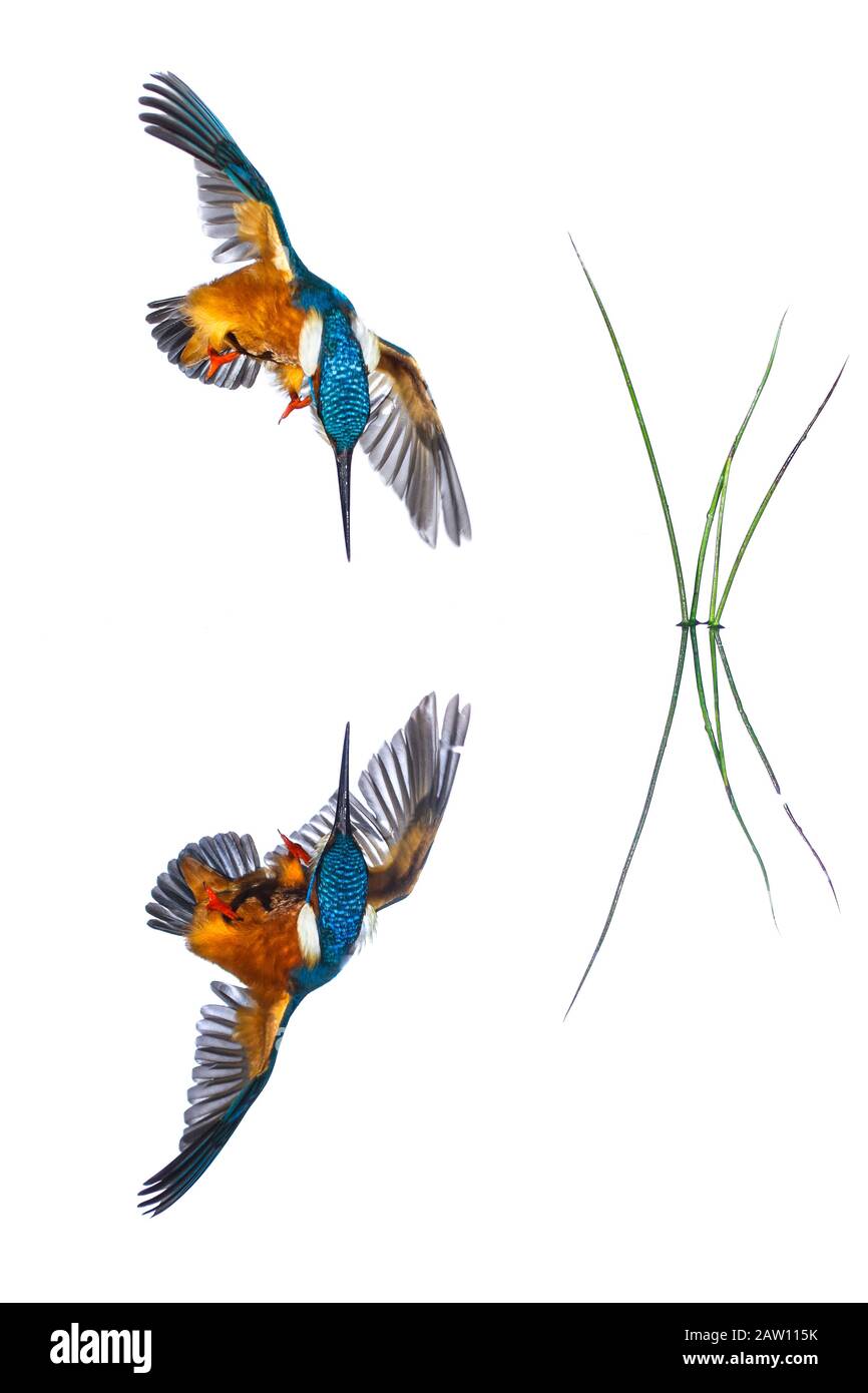 Kingfisher comune (Alcedo atthis) immersioni, Salamanca, Spagna Foto Stock