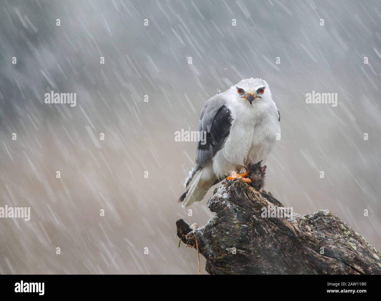 Kite alata nera (Elanus caeruleus) sotto una tempesta di neve, Salamanca, Castilla y León, Spagna Foto Stock