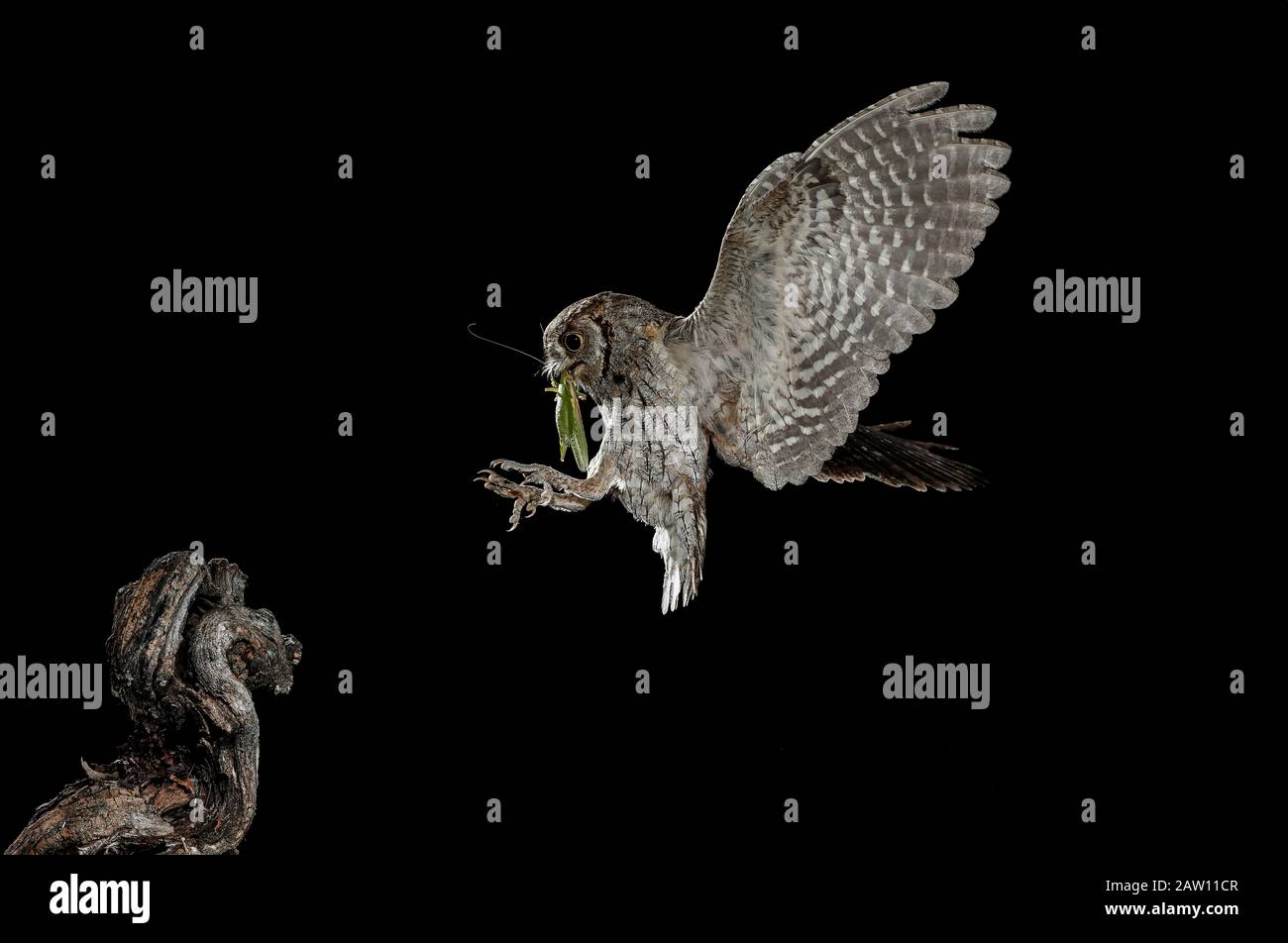 Scope eurasiatica Owl (Otus scops) volando con preda, Salamanca, Castilla y León, Spagna Foto Stock