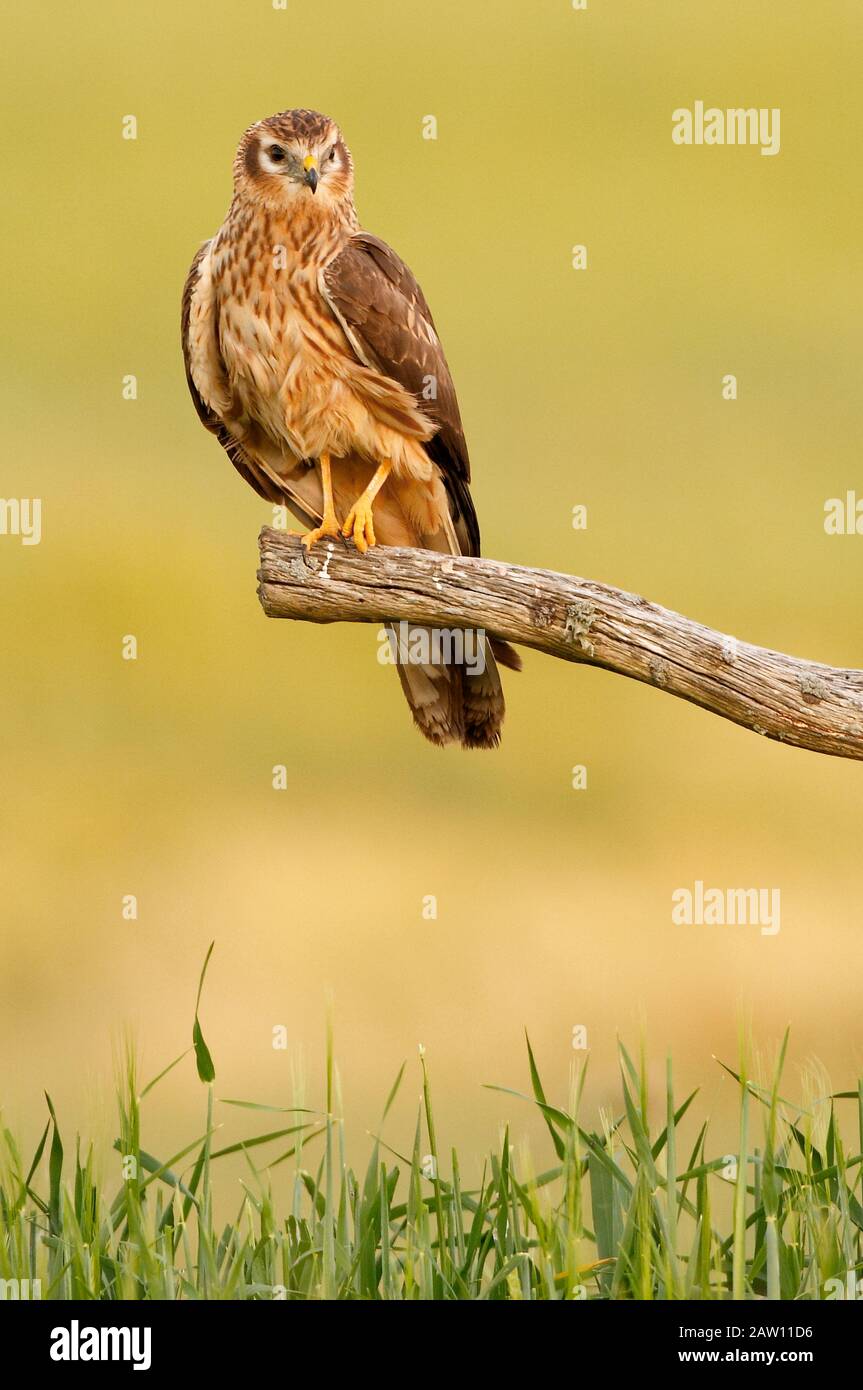 Harrier di Montagu (Circus pygargus) Salamanca, Castilla y Leon, Spagna Foto Stock