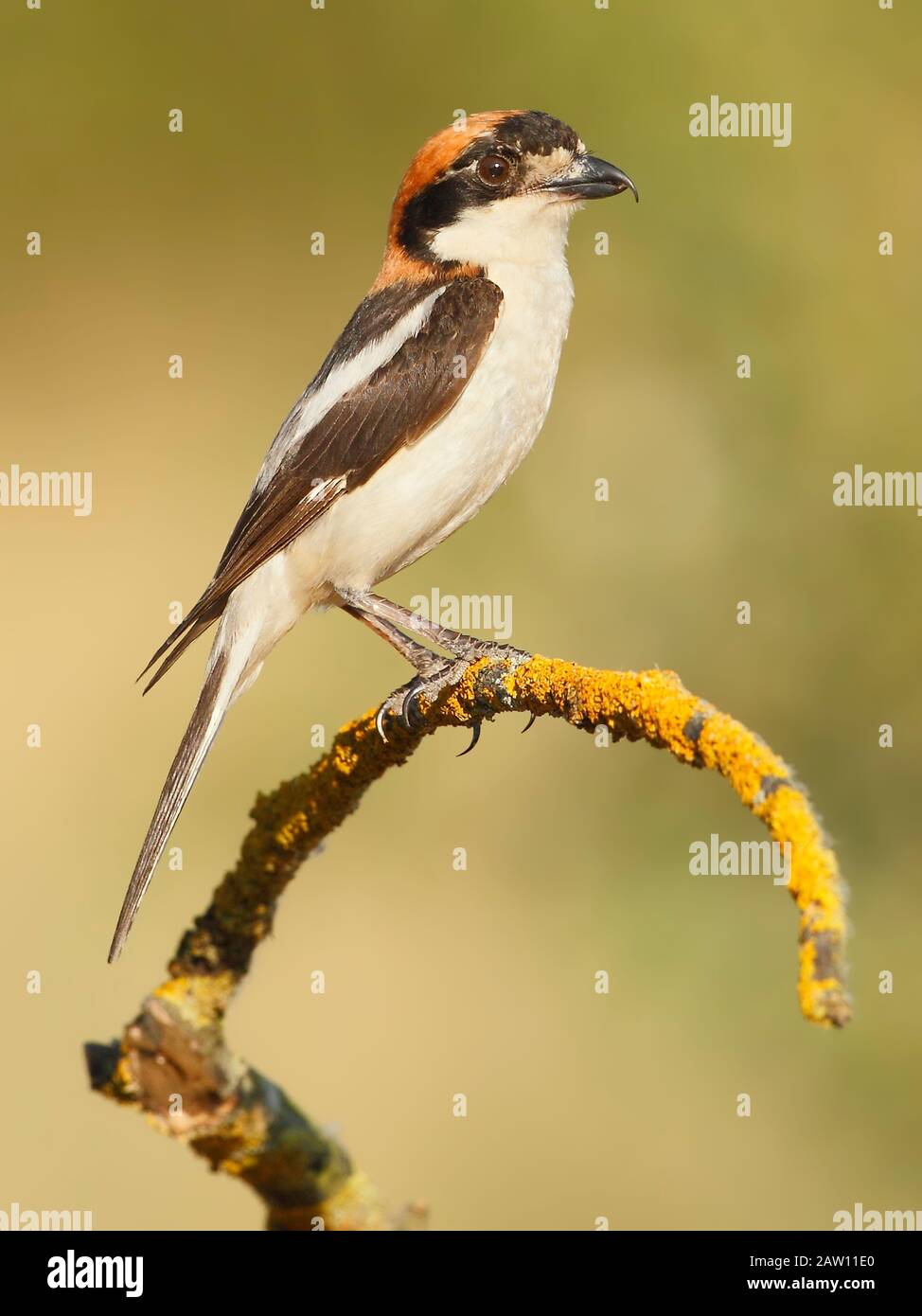 Woodchat Shrike (Lanius Senator) Salamanca, Castilla Y Leon, Spagna Foto Stock