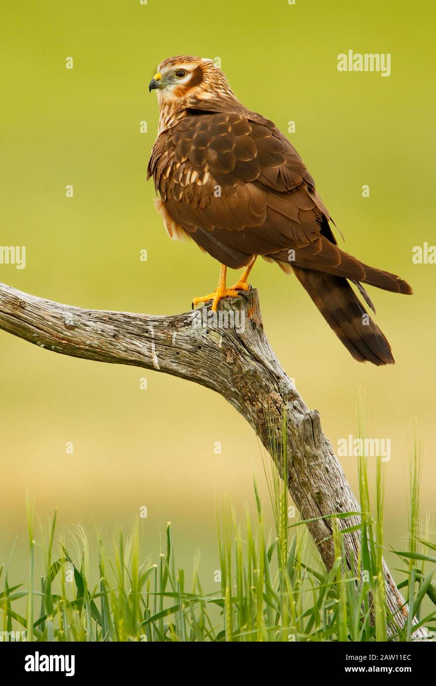 Harrier di Montagu (Circus pygargus) Salamanca, Castilla y Leon, Spagna Foto Stock