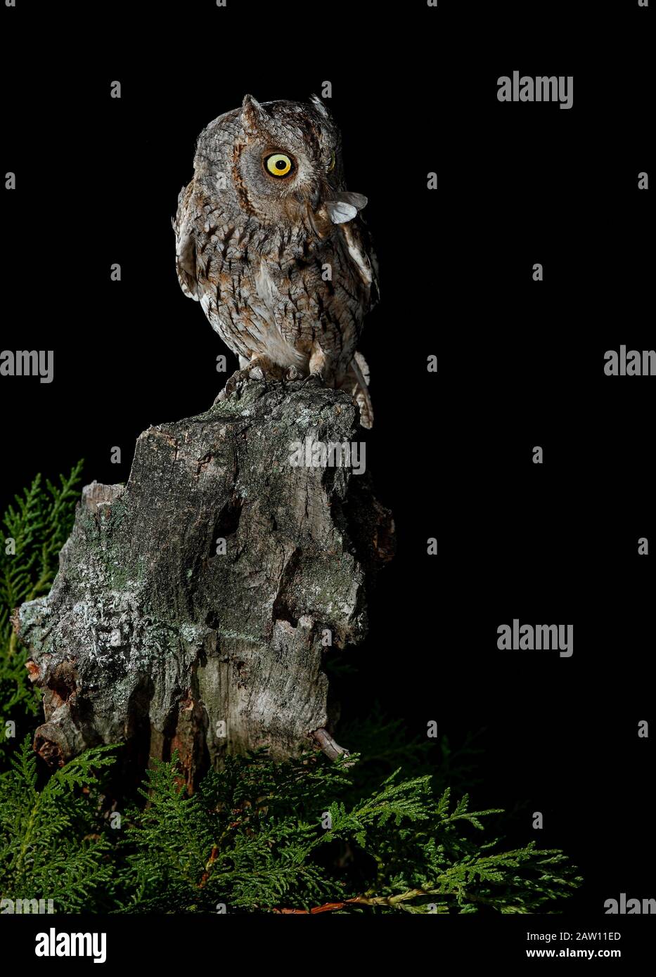 Owl (Otus Scops). Adulto di notte arroccato con preda. Salamanca, Castilla Y León, Spagna Foto Stock