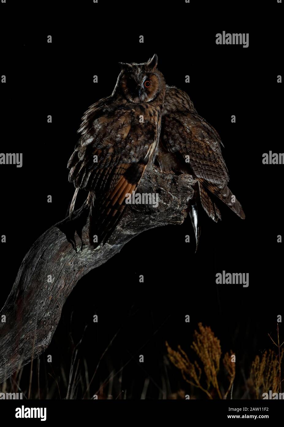 Owl (Asio otus), Salamanca, Castilla y León, Spagna Foto Stock