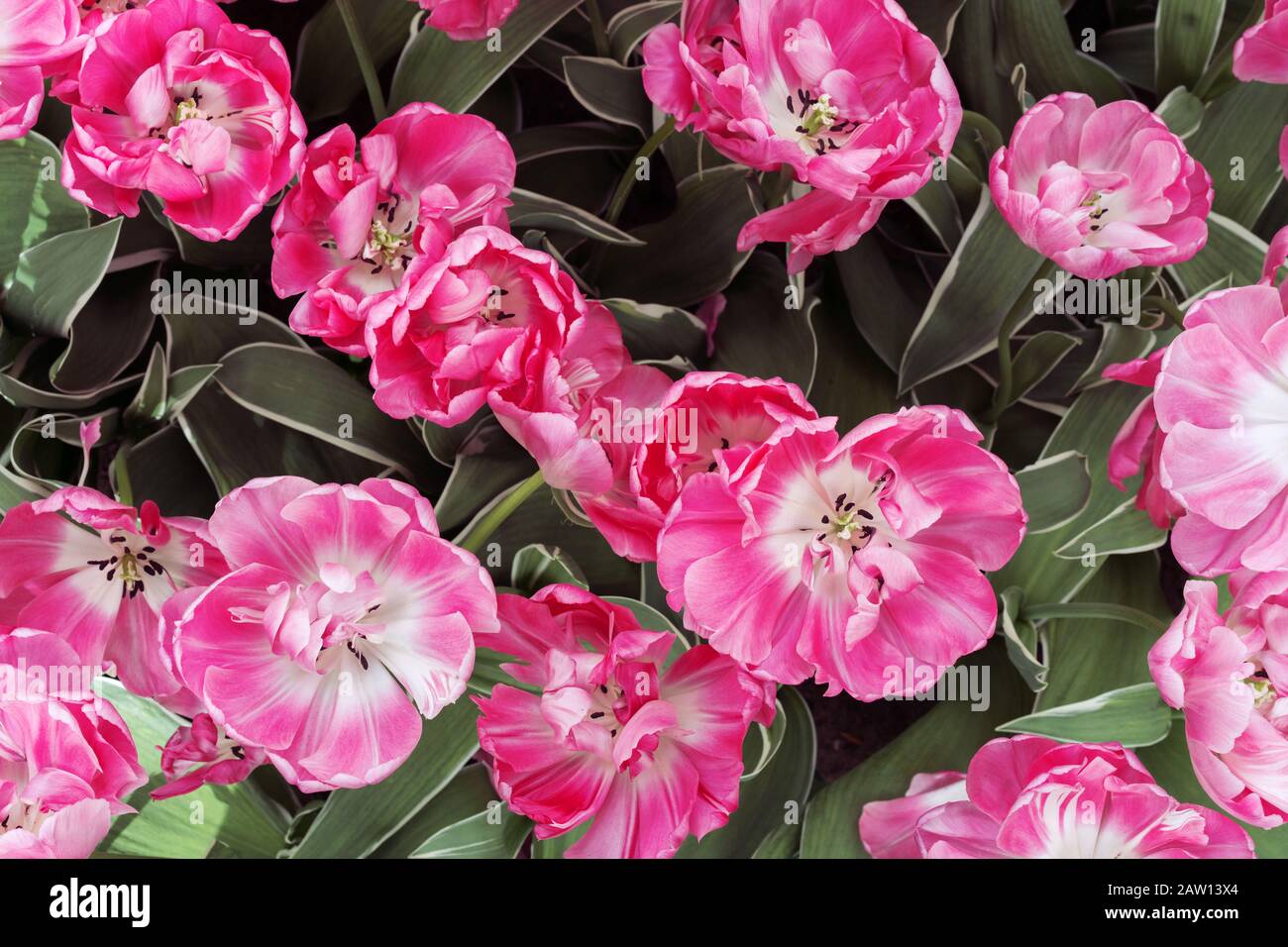 Primavera tulipani splendidi. Tulipani rosa in una soleggiata giornata primaverile. Tulipani stanno fiorendo sul campo, primo piano. Foto Stock