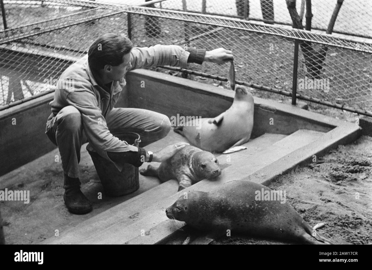 Sulla spiaggia di Zandvoort le foche sono tenute a Artis Data: 3 gennaio 1969 Località: Amsterdam, Noord-Holland Parole Chiave: Seal Institution Nome: Artis Foto Stock