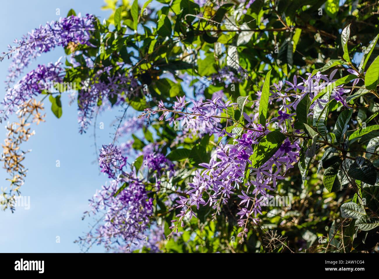 Fioritura Petrea volubilis o corona viola, corona della regina, vite Di Carta Vetrata, o Nilmani. Bali, Indonesia. Foto Stock