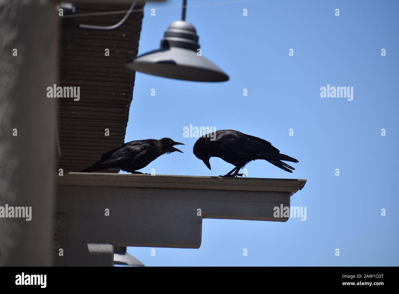 Una coppia corvo che ha una controversia. Anche gli animali hanno squabbles di relazione e gerarchie sociali. Foto Stock