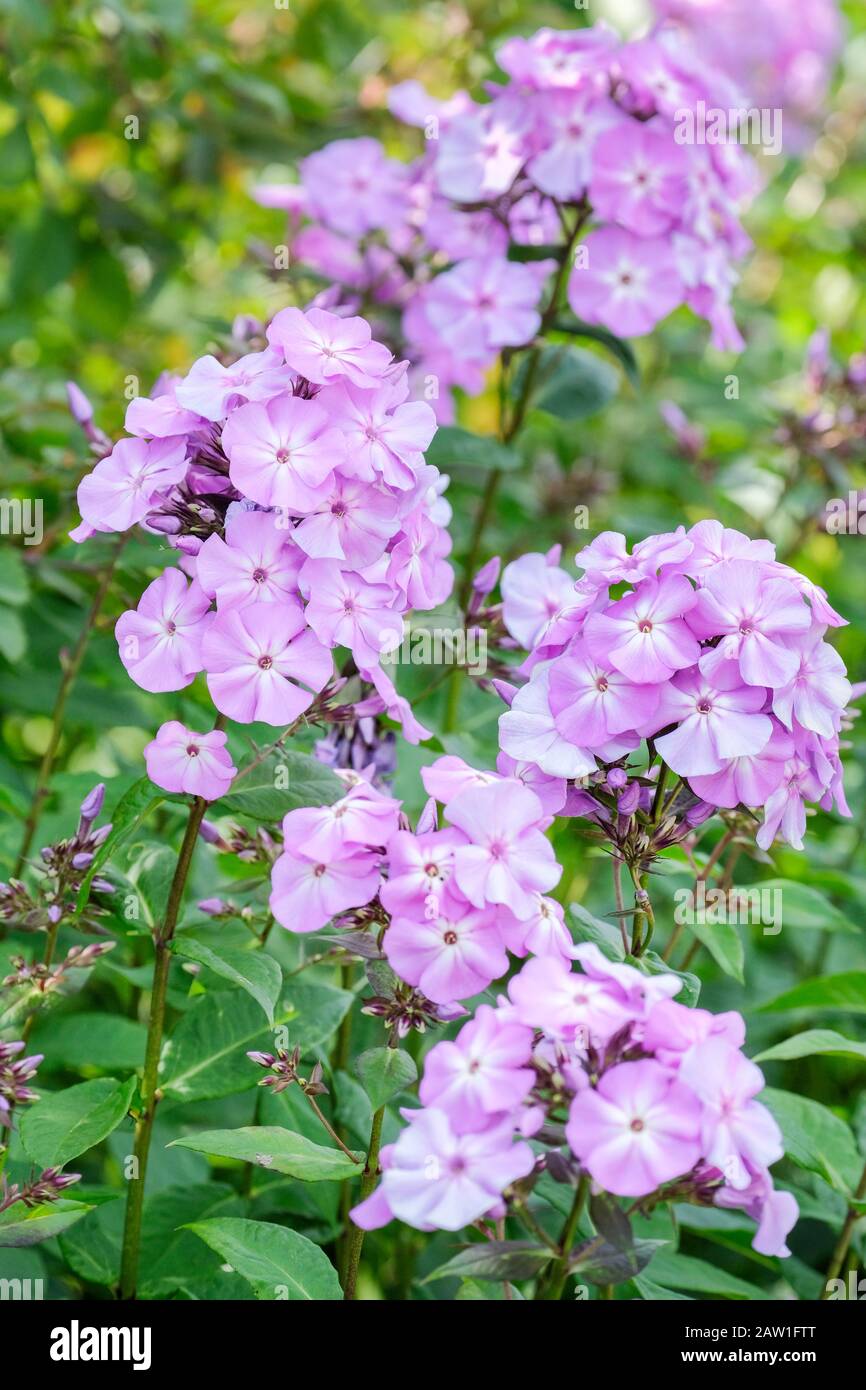 Kilac-fiori rosa di Phlox paniculata 'skylight' Foto Stock