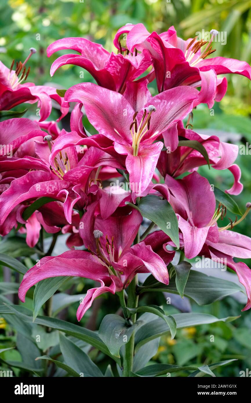 Lilium "Esplosione Rosa" Lily "Esplosione Rosa", Giglio Orientale "Esplosione Rosa", Giglio Albero "Esplosione Rosa" Foto Stock