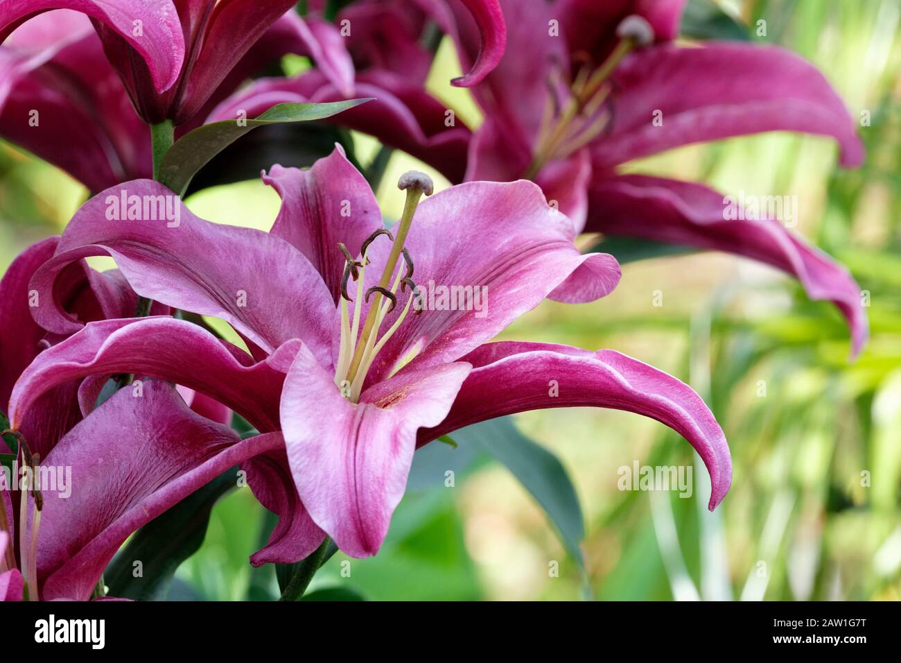 Lilium "Esplosione Rosa" Lily "Esplosione Rosa", Giglio Orientale "Esplosione Rosa", Giglio Albero "Esplosione Rosa" Foto Stock