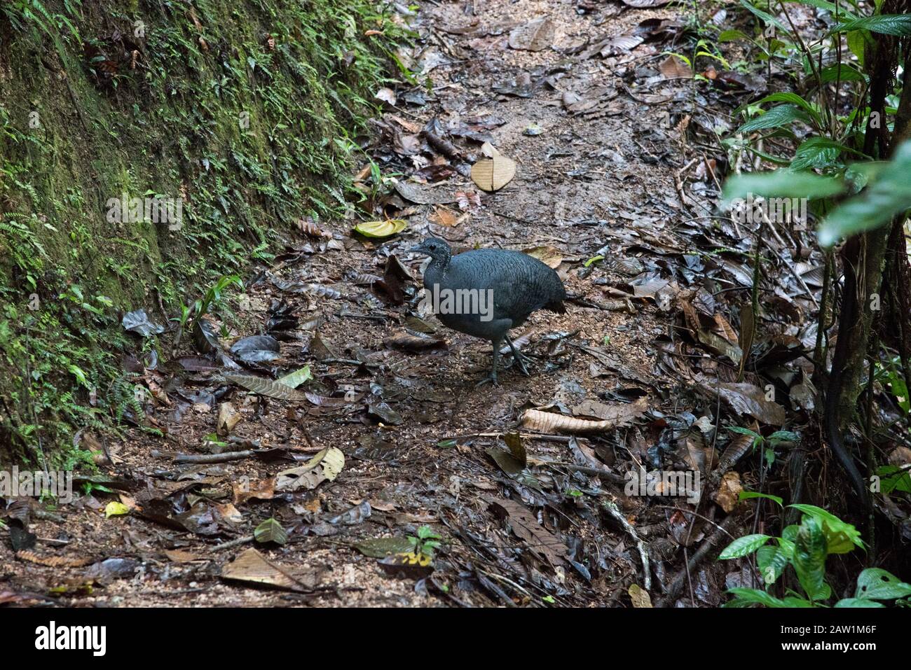 Grigio Tinamou nella foresta nube che copre le pendici orientali delle Ande vicino Zamora in Ecuador. Foto Stock