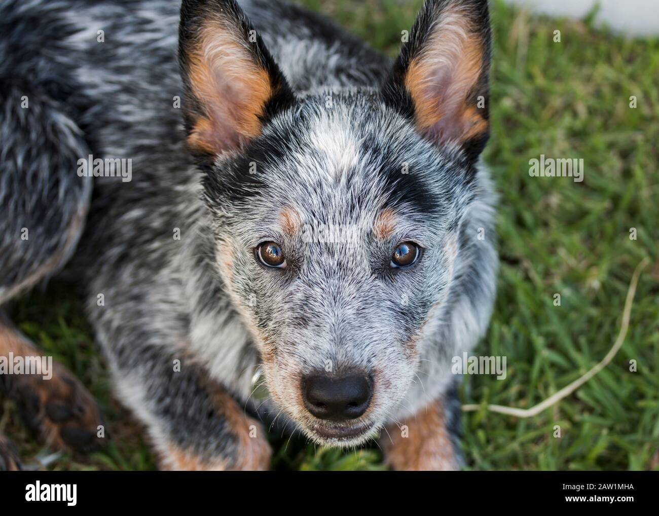 Australian Cattle Dog o Blue Heeler Puppy all'aperto primo piano di faccia guardando la macchina fotografica Foto Stock