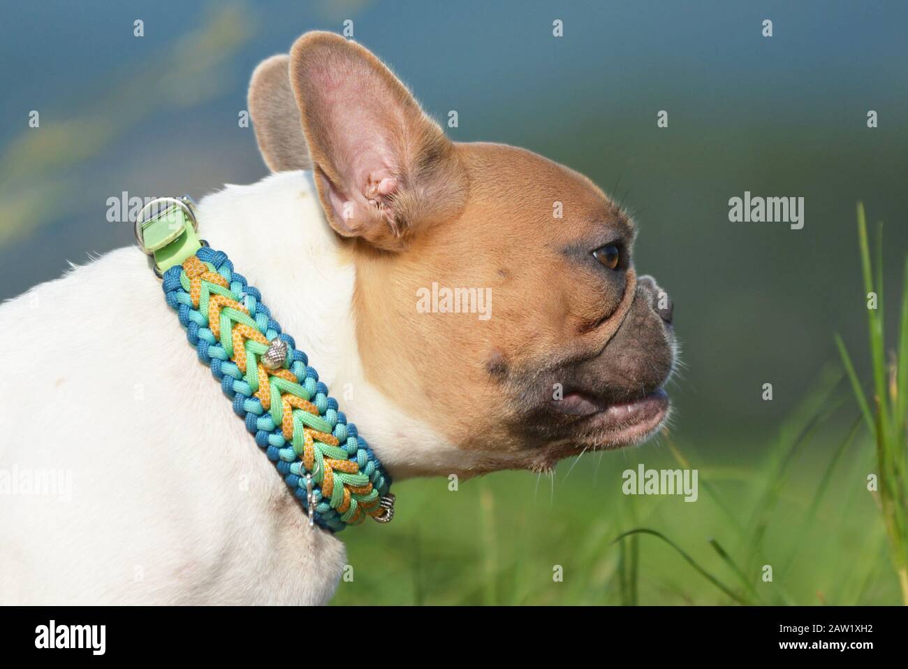 Collare di cane in tessuto lavorato a mano su pied rosso Bulldog francese Foto Stock