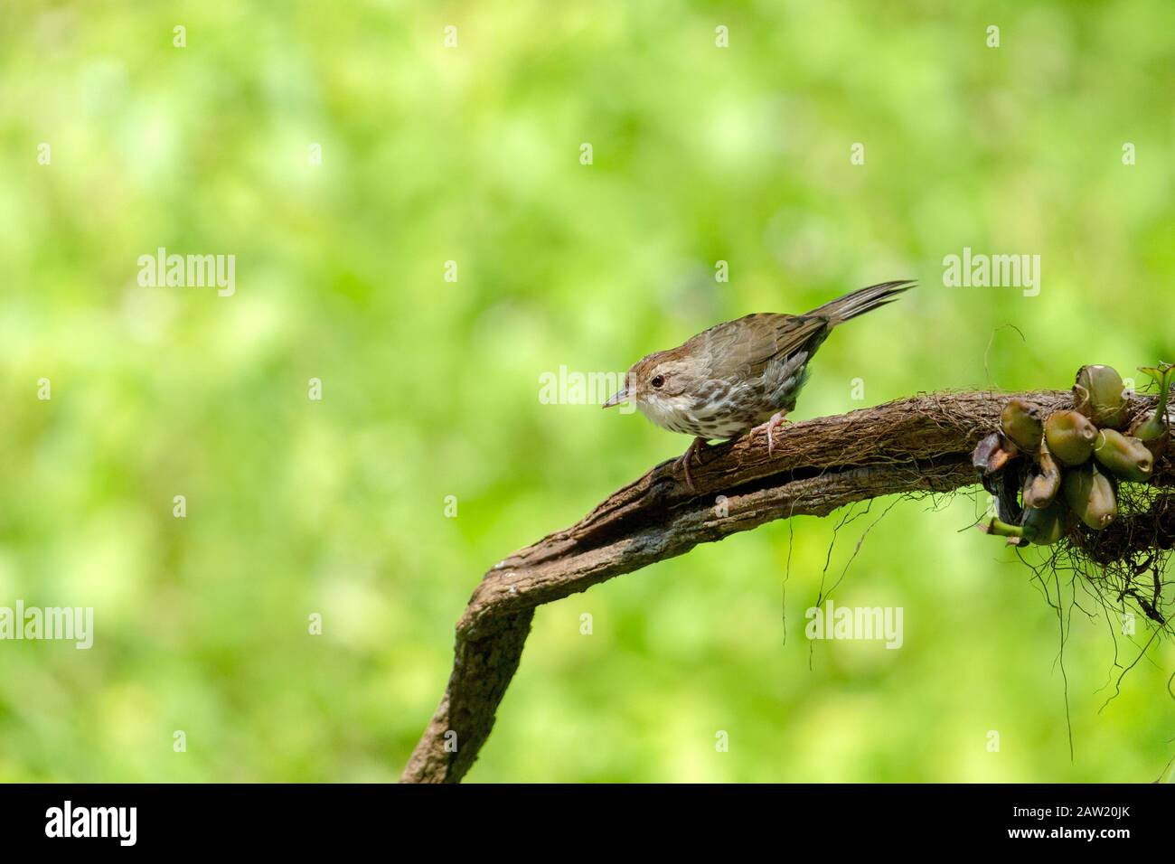 Puff-Throtated Babbler, Pellorneum Ruficeps, Ganeshgudi, Karnataka, India Foto Stock